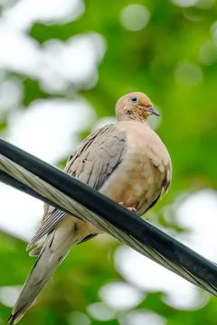 Mourning Dove Perched on Cable. Stock-Fotos