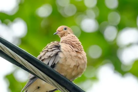 Mourning Dove Perched on Cable Stock-Fotos