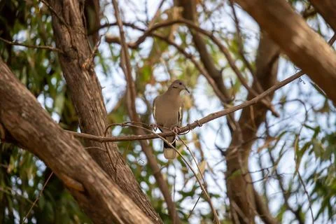 Mourning dove perched on a cedar limb Stock Photos