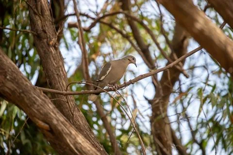 Mourning dove perched on a cedar limb Stock Photos