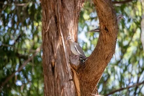 Mourning dove perched in cedar tree Stock Photos