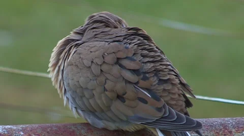 Mourning Dove Perched Stock Footage 47970906