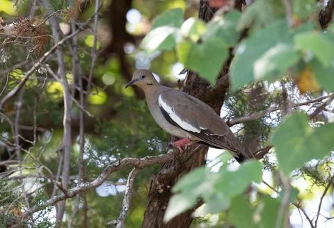 Mourning dove perched on limb surrounded by greenery Stock Photos