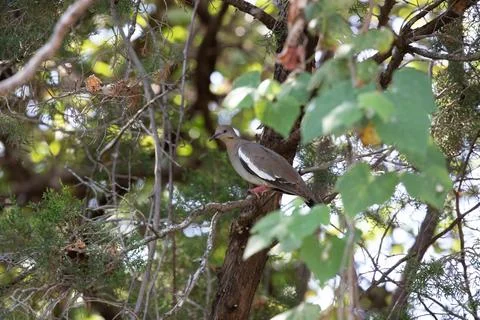 Mourning dove perched on limb surrounded by greenery Stock Photos