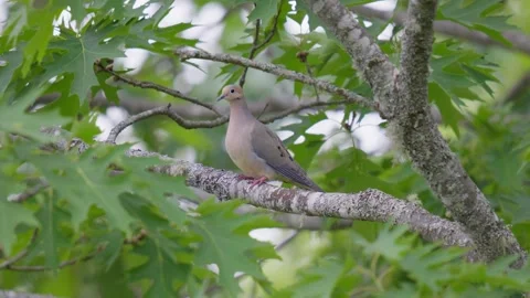 Mourning Dove Perched in Oak Tree in Summer Stock Footage 265298468