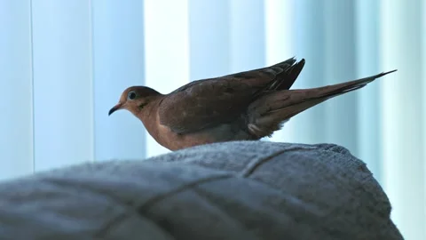 Mourning dove perched on sofa back looking around Stock Footage 340398959