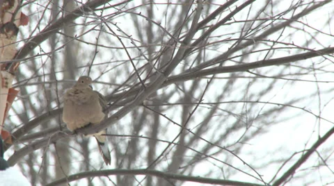 Mourning dove perched in tree Video stock 36704997