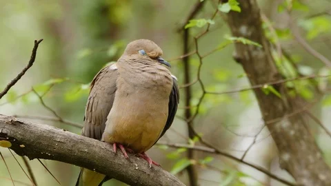 Mourning Dove perched on tree limb. Stock Footage 106030442