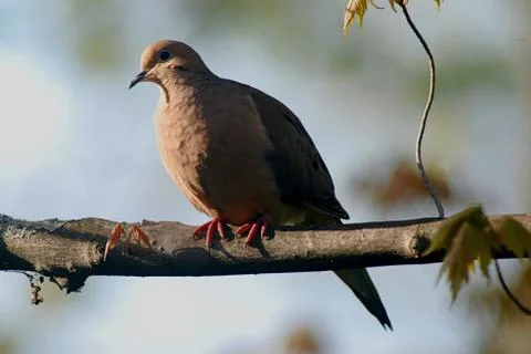 Mourning dove Stock Photos