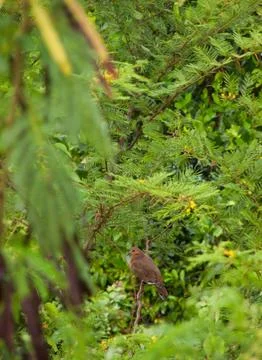 Mourning dove Stock Photos