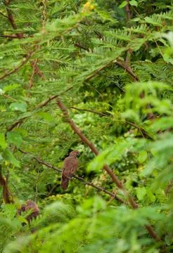Mourning dove Stock Photos