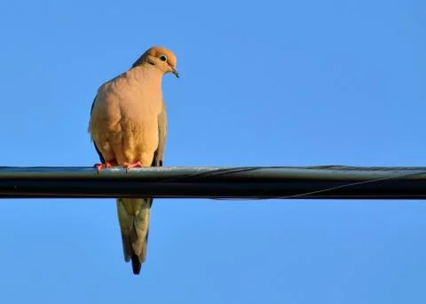 Mourning dove Stock Photos
