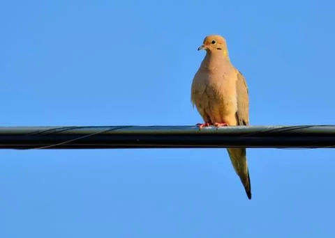 Mourning dove Stock Photos