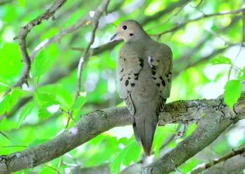 Mourning dove Stock Photos