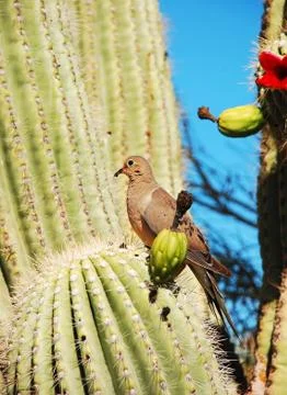 Mourning dove Stock Photos