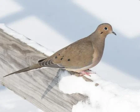 Mourning Dove Stock Photos