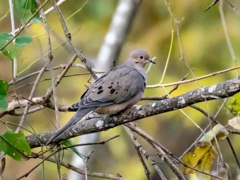 Mourning dove Stock Photos