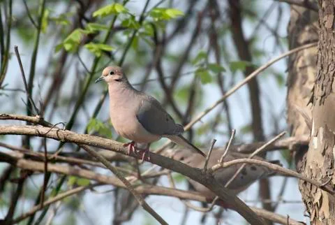 Mourning dove Stock Photos