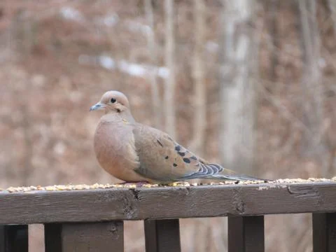 Mourning dove Foto stock