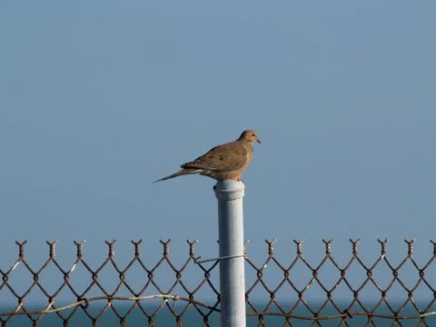 Mourning Dove Stock Photos