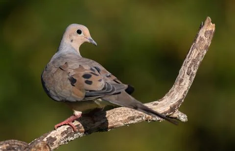 Mourning Dove Stock Photos