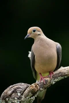 Mourning Dove Stock Photos