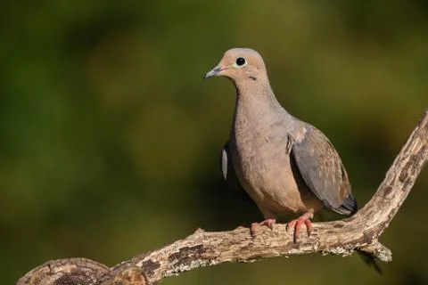 Mourning Dove Stock Photos