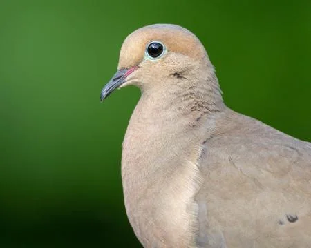 Mourning Dove Stock Photos