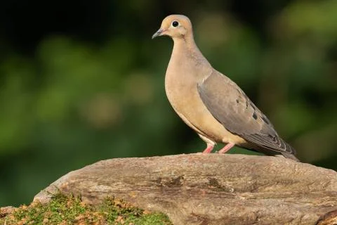 Mourning Dove Stock Photos