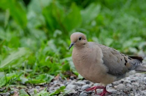 Mourning Dove 스톡 사진