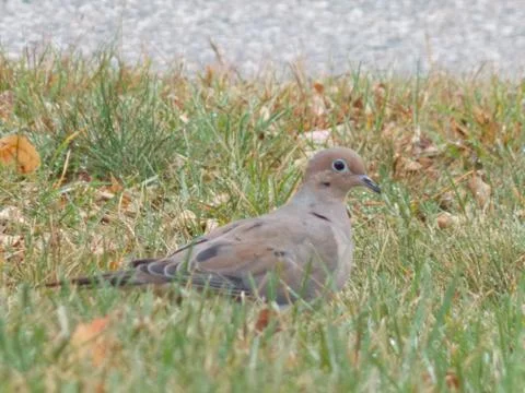 Mourning Dove Stock Photos