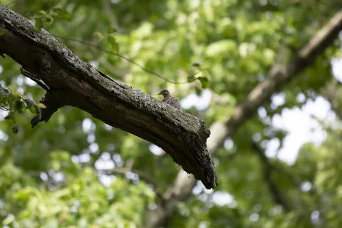 Mourning Dove Stock Photos