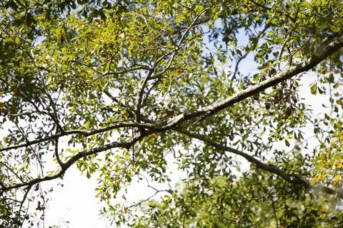 Mourning Dove Stock Photos