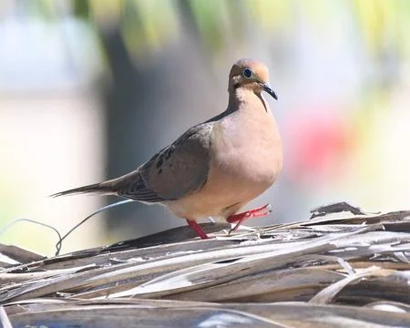 Mourning Dove Stock Photos
