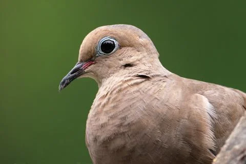 Mourning Dove Stock Photos