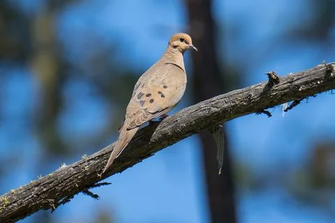 Mourning Dove Stock Photos