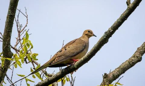 Mourning Dove Stock Photos