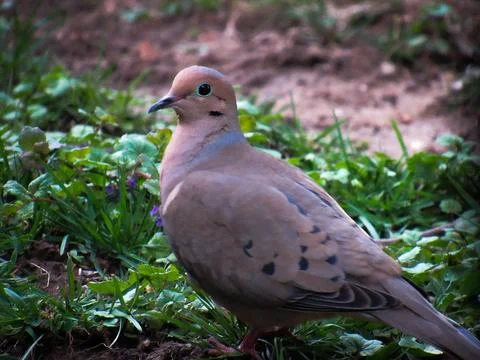 Mourning Dove Stock Photos