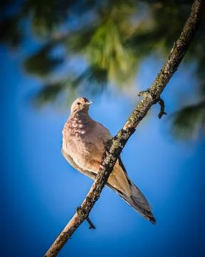 Mourning Dove Stock Photos