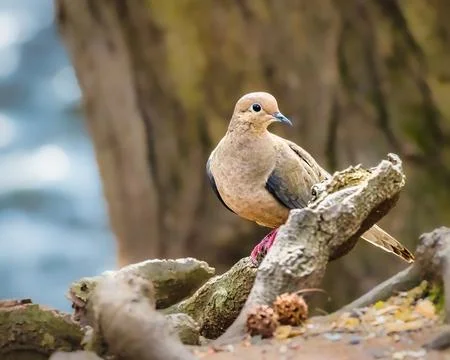 Mourning Dove Stock Photos