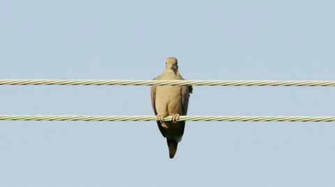 Mourning Dove On Powerlines Stock Footage 12096835