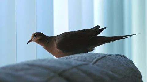 Mourning dove resting on sofa back near window Stock Footage 335498648