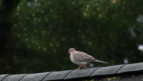 Mourning dove on a rooftop Stock Photos