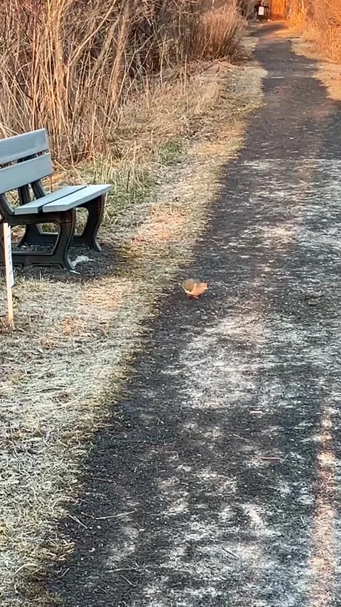 Mourning dove seen foraging in path Stock-Footage 333634842