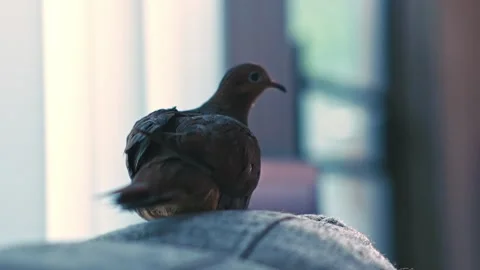 Mourning dove sitting with back turned on sofa Stock Footage 335499473