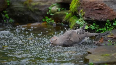 Mourning Dove Splashing and Bathing in Shallow Water Stock Footage 342655710