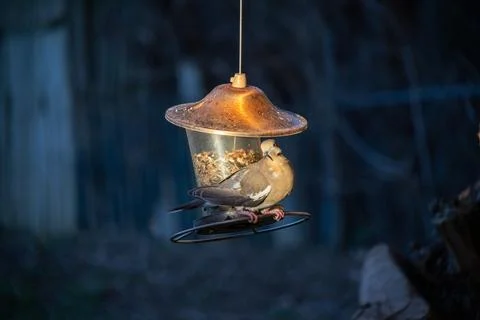 Mourning dove squeezing on to a perch on a bird feeder Stock Photos