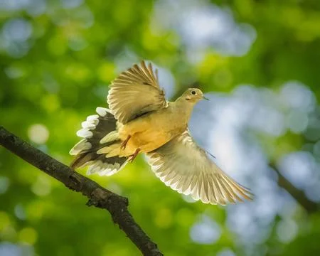 Mourning dove taking flight from a tree branch 스톡 사진