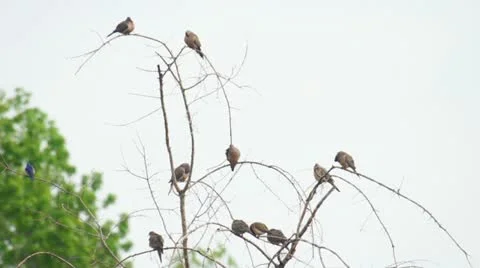Mourning Dove Tree Stock Footage 10865297