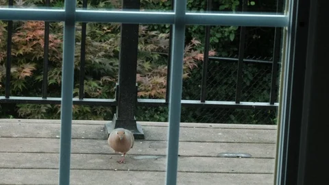Mourning dove walking on deck Stock Footage 92920840